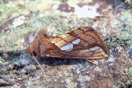 Plusia putnami gracilis LEMPKE, 1966 vergrern